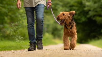 I'll help walk your dog